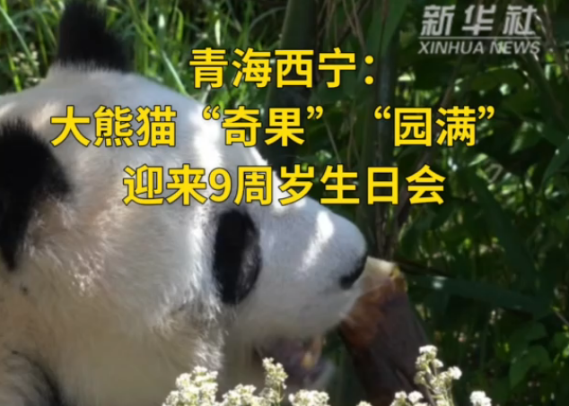 青海西宁：大熊猫“奇果”“园满”迎来9周岁生日会